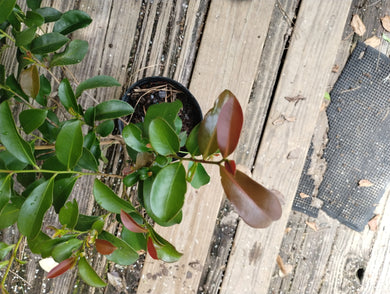 Cleyera japonica 'Clemson Hardy'