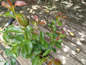 Cleyera japonica 'Clemson Hardy'