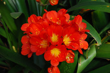 Clivia miniata