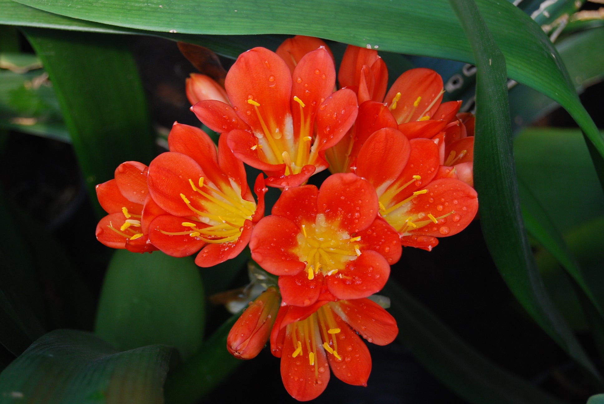 clivia plant fertilizer Clivia miniata
