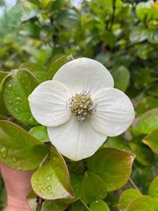 Cornus hongkongensis ssp hongkongensis