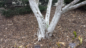 Cornus wilsoniana 'White Jade'