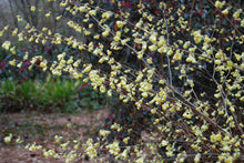 Corylopsis pauciflora