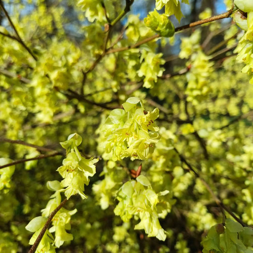 Corylopsis gotoana
