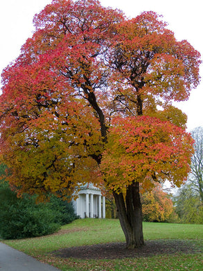 Cotinus obovatus