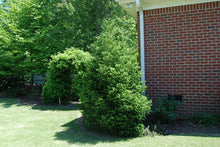 Cryptomeria japonica 'Gyokruyu'
