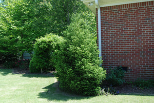 Cryptomeria japonica 'Gyokruyu'