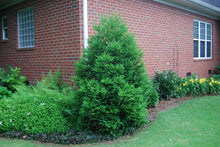 Cryptomeria japonica 'Gyokruyu'