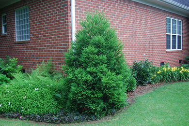 Cryptomeria japonica 'Gyokruyu'