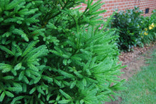 Cryptomeria japonica 'Gyokruyu'