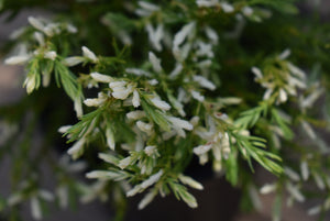 Cryptomeria japonica 'Knaptonensis'