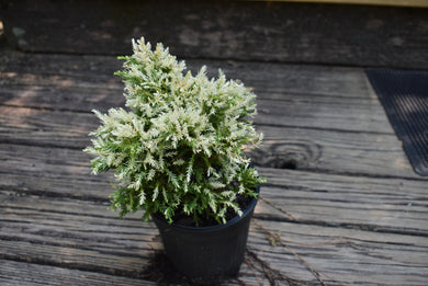 Cryptomeria japonica 'Knaptonensis'
