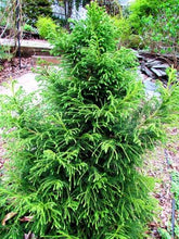 Cryptomeria japonica 'Pom Pom'
