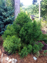 Cryptomeria japonica 'Pom Pom'