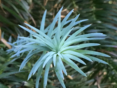 Cunninghamia lanceolata ‘Glauca'