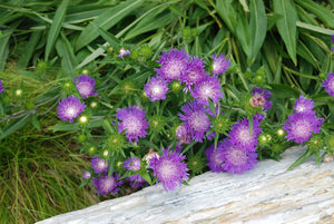 Stokesia laevis 'Deep Purple'