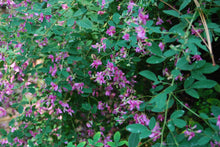 Lespedeza thunbergii 'Little Buddy'