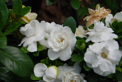 Gardenia jasminoides 'Mystery'