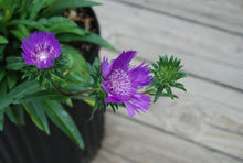 Stokesia laevis 'Deep Purple'