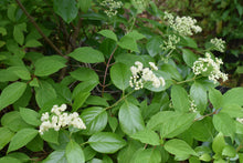 Decumaria barbara 'Savannah River'