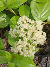 Decumaria barbara 'Savannah River'