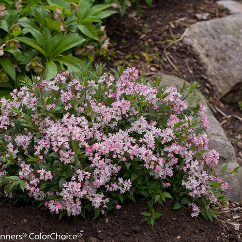 Deutzia 'NCDX2' PP28347 / Proven Winner® Color Choice® YUKI CHERRY