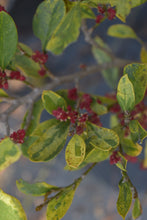 Distylium racemosum 'Akebono'