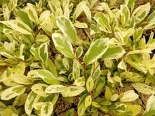 Distylium racemosum 'Akebono'