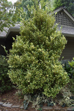 Distylium racemosum 'Akebono'