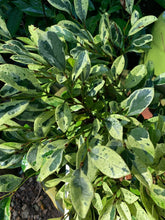 Distylium racemosum 'Akebono'