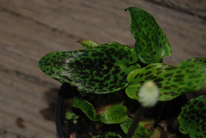 Drimiopsis maculata 'Slow Fade'