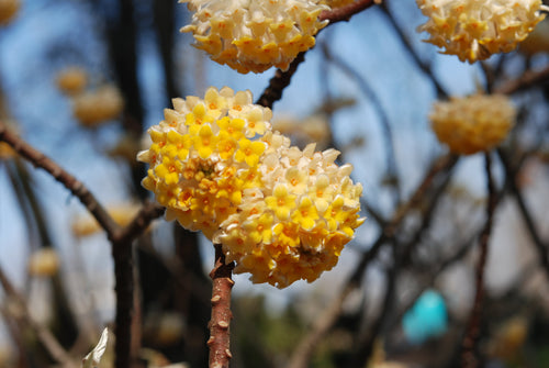 Edgeworthia chrysantha ‘Winter Gold’