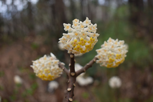 Edgeworthia chrysantha ‘Heaven Scent'