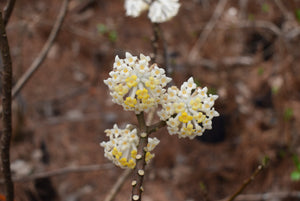Edgeworthia chrysantha ‘Heaven Scent'