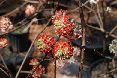 Edgeworthia chrysantha ‘Red Dragon'