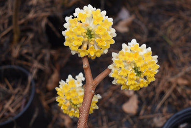 Edgeworthia chrysantha 'Snow Cream'