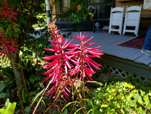 Erythrina herbacea 'Santee'