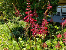 Erythrina herbacea 'Santee'