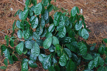 Euchresta japonica