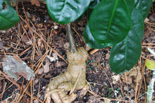 Euchresta japonica