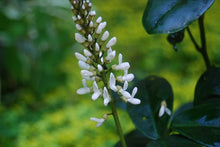Euchresta japonica