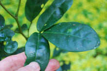 Euchresta japonica