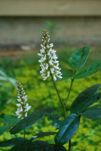 Euchresta japonica