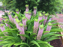 Eucomis 'Reuben'