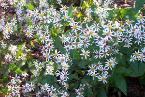 Eurybia divaricatus 'Eastern Star'