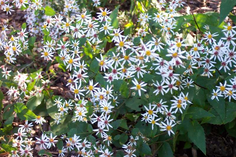 Eurybia divaricatus 'Eastern Star'