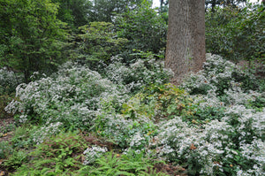 Eurybia divaricatus 'Eastern Star'