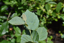 Fothergilla major 'Blue Hawaii'