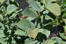 Fothergilla major 'Blue Hawaii'