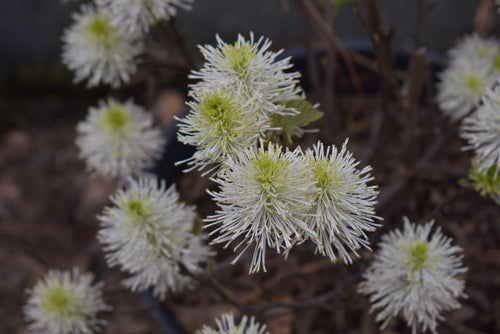 Fothergilla major 'Blue Hawaii'